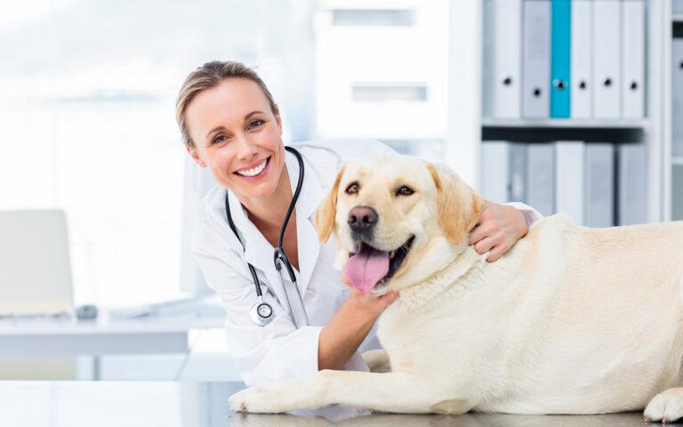 Ankara En İyi Veteriner Listesi – 6 Tavsiye Ankara En İyi Veteriner Listesi - 6 Tavsiye