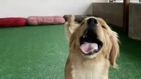 For Pets pet otelinin Yaşamkent’teki kapalı oyun alanı: yeşil suni çim zemin, duvar dibinde kırmızı, pembe ve gri köpek minderleri, önde ağzı açık neşeli bir golden retriever, sağda taş kaplı alçak duvar